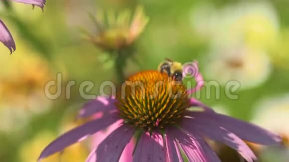 大黄蜂在紫锥花上视频的预览图