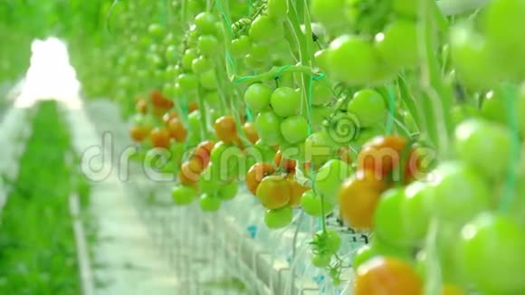 成熟的天然番茄生长视频的预览图