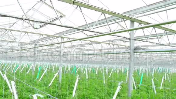 一排排番茄水培植物视频的预览图