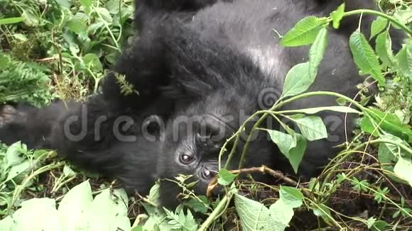 野生大猩猩卢旺达非洲热带森林视频的预览图