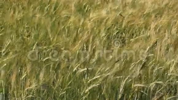 满是绿色小麦的田野视频的预览图