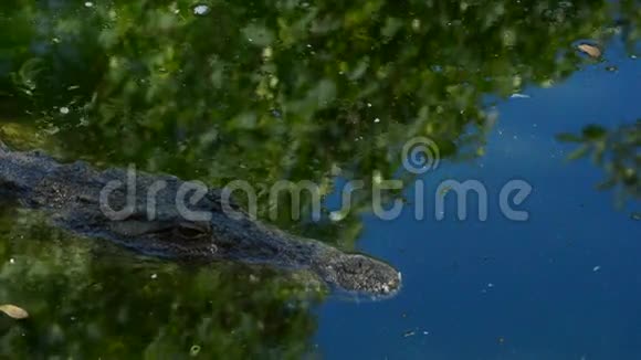 天然公园河流中的鳄鱼视频的预览图