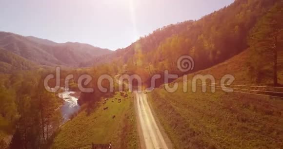 在阳光明媚的夏日早晨中气飞越新鲜的山河和草地农村土路下面奶牛和汽车视频的预览图