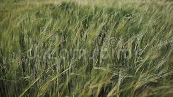 满是绿色小麦的田野视频的预览图