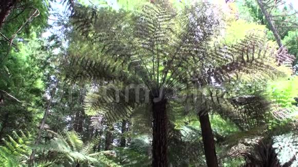 新西兰风景优美的森林视频的预览图