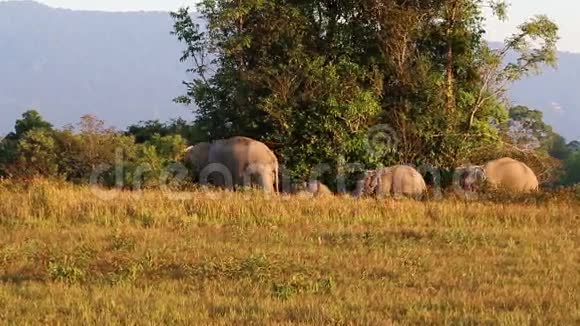泰国高耀野生大象视频的预览图
