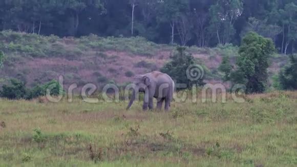 泰国高耀野生大象视频的预览图