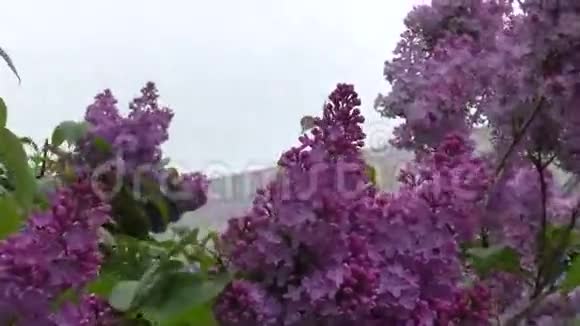 盛开的紫丁香早晨视频的预览图