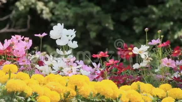 花园里的花HDVDO视频的预览图
