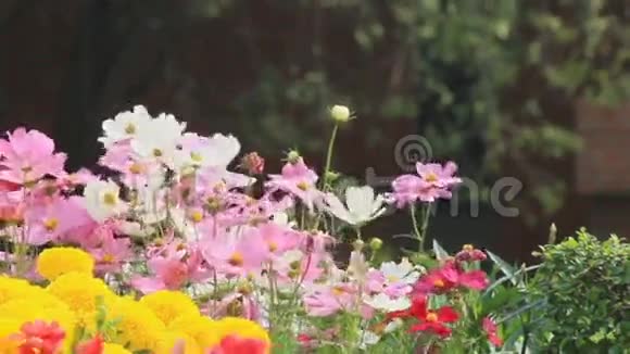 花园里的花HDVDO视频的预览图