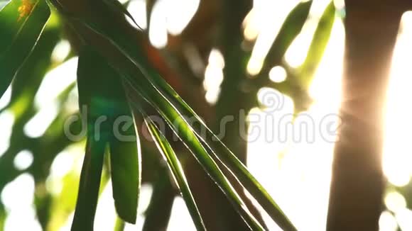 泰国清迈森林中阳光充足的树木视频的预览图