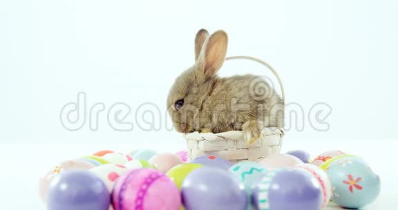 柳条篮子里的复活节彩蛋和复活节兔子视频的预览图