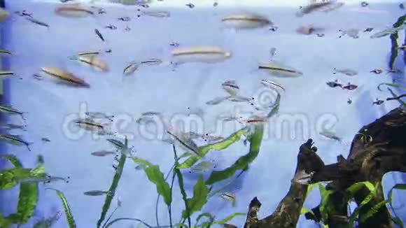 水族馆鱼在水下游泳视频的预览图