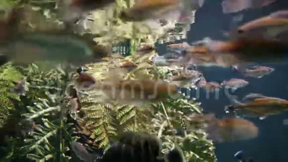 水族馆鱼在水下游泳视频的预览图