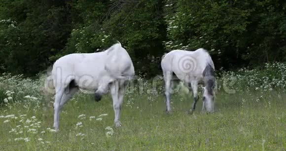 白马在春天的草地上吃草视频的预览图