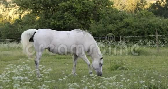 白马在春天的草地上吃草视频的预览图