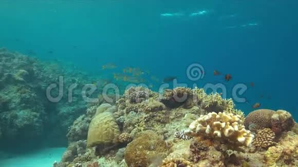 珊瑚礁上的对角带甜唇视频的预览图