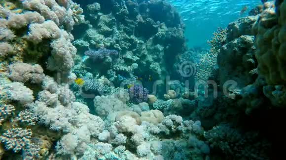 珊瑚礁鱼类外来鱼类视频的预览图