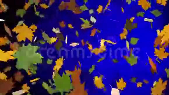 抽象的秋叶在蓝色上视频的预览图