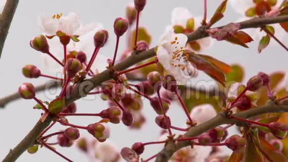 白樱桃树花视频的预览图