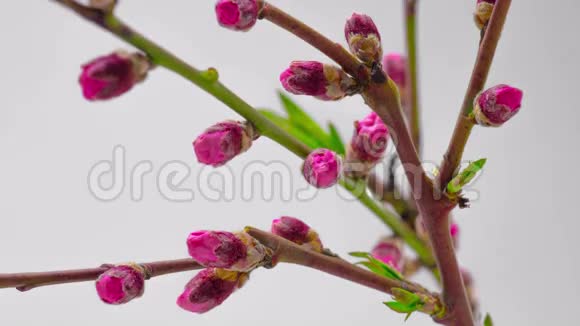 粉红樱桃树花丛视频的预览图