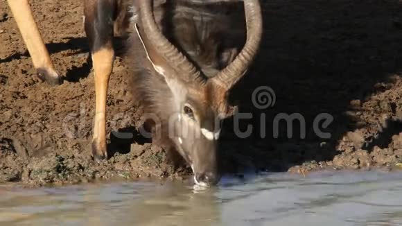 尼亚拉羚羊在喝酒视频的预览图