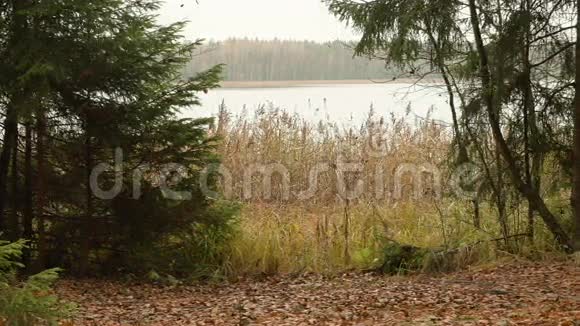 森林里的湖秋天的白天光滑的娃娃射击视频的预览图