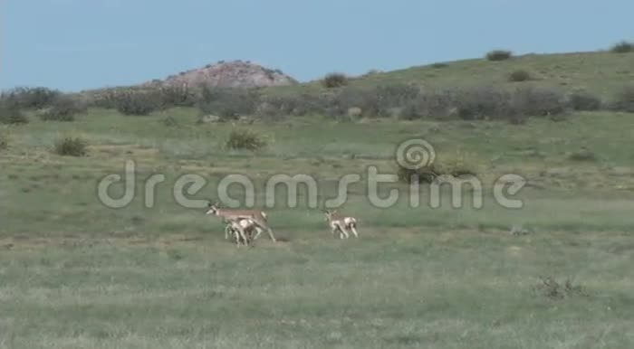 草原上的羚羊视频的预览图