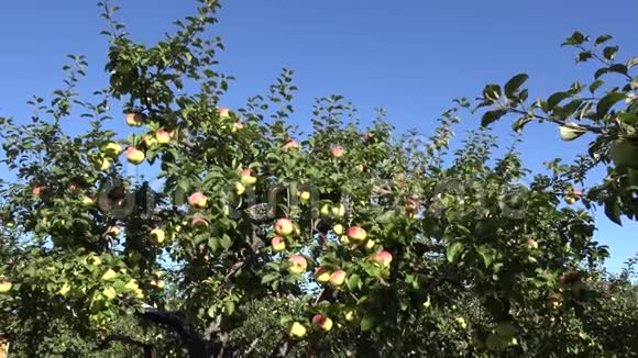收获时果园里有果实的苹果树4K视频的预览图
