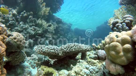 珊瑚和鱼潜水水上乐园视频的预览图
