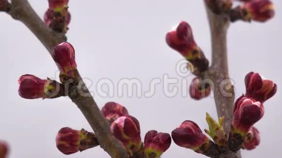 白樱桃树花视频的预览图