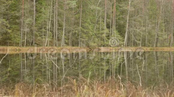 森林里的湖秋天的白天光滑的娃娃射击视频的预览图