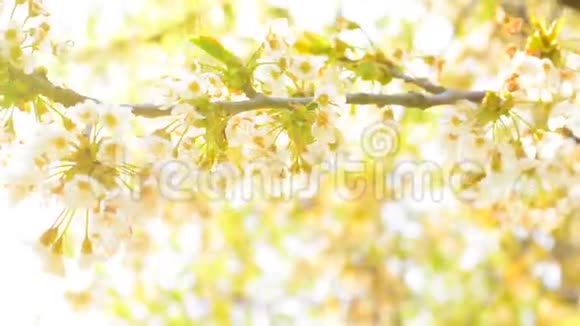 春天的花朵背景视频的预览图