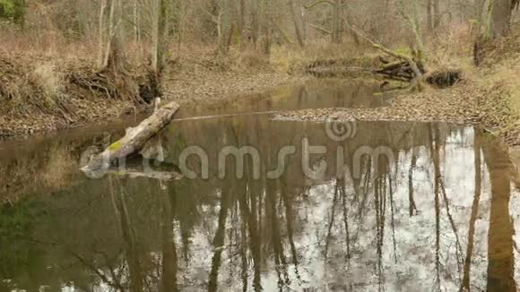 森林里的河流秋天的白天光滑的娃娃射击视频的预览图
