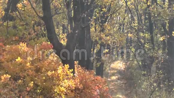 五彩缤纷的秋林与乡间的路视频的预览图