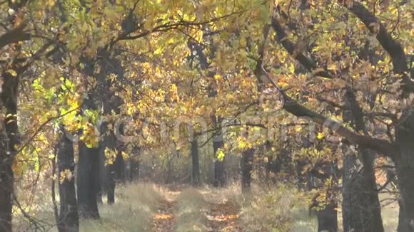 五彩缤纷的秋林与乡间的路视频的预览图