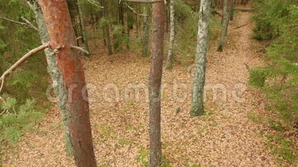 森林里的树秋天的白天光滑的娃娃射击视频的预览图