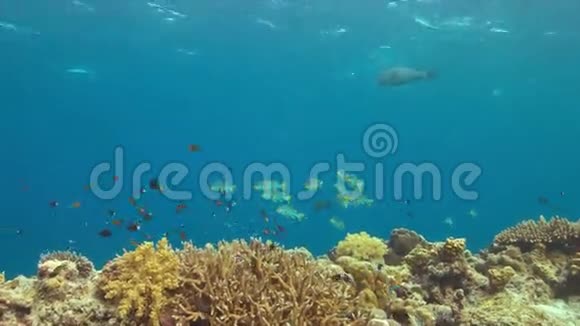 珊瑚礁上的对角带甜唇视频的预览图