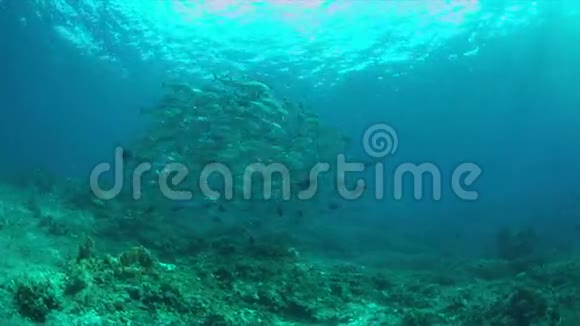 珊瑚礁上的大眼特雷瓦利学校视频的预览图