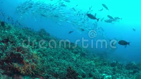 珊瑚礁上的大眼特雷瓦利学校视频的预览图