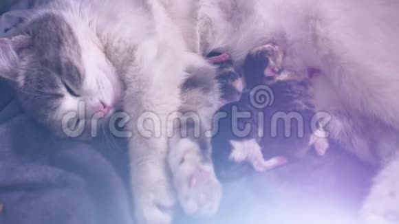 猫喂养新生的小猫猫给小猫分娩小猫在玩睡觉在室内喂奶视频的预览图