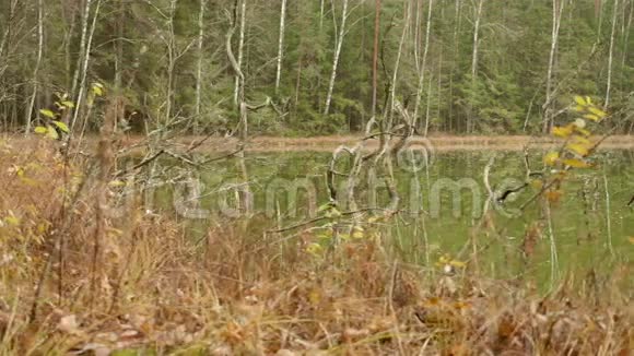 森林里的绿湖秋天的白天光滑的娃娃射击视频的预览图