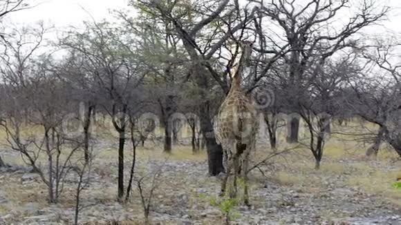 非洲野生动物Etosha的长颈鹿驼豹视频的预览图