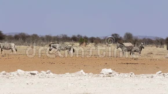 非洲依多沙灌木中的斑马纳米比亚非洲野生动物视频的预览图