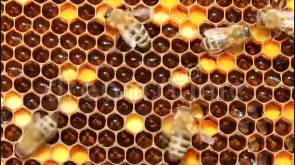 花粉蜂蜜和蜜蜂视频的预览图