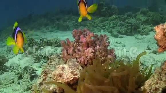 珊瑚礁中的小丑鱼视频的预览图