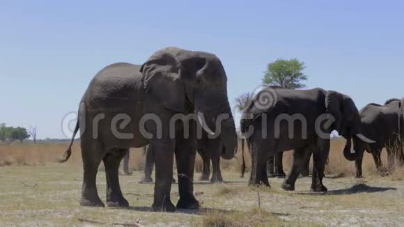 非洲大象非洲野生动物和荒野狩猎视频的预览图
