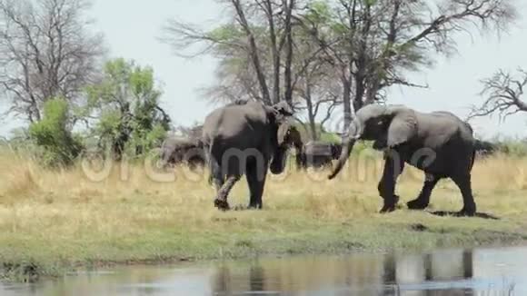 非洲大象非洲野生动物和荒野狩猎视频的预览图