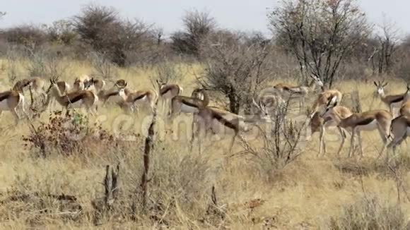 斯普林博克草原非洲野生动物视频的预览图