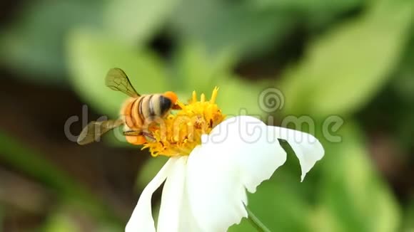 田野里有蜜蜂的草花清迈泰国视频的预览图